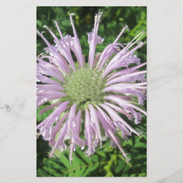 Lila Bienenpalme Briefpapier (Vorderseite)