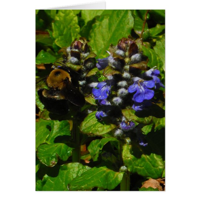 Lila Bienenvölker und Hummel (Vorne)