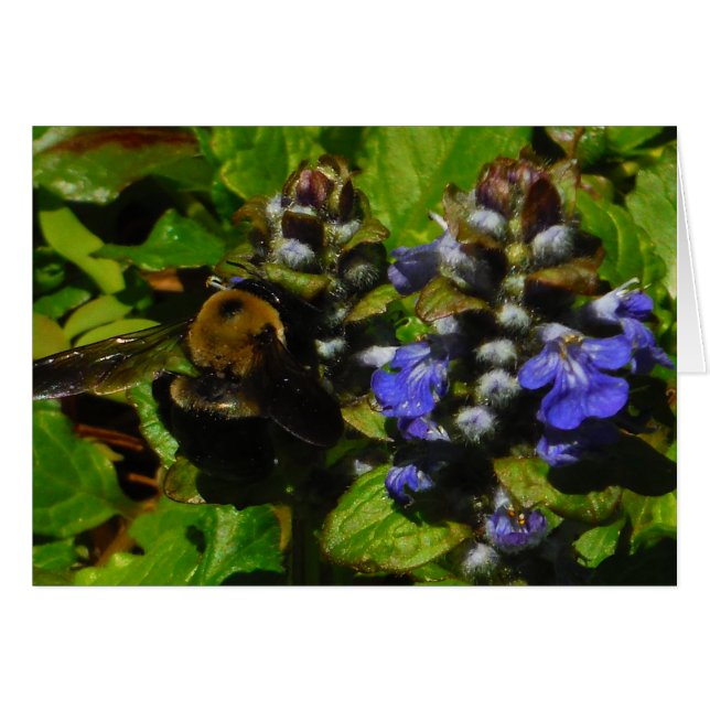 Lila Bienenvölker und Hummel (Vorderseite (Horizontal))