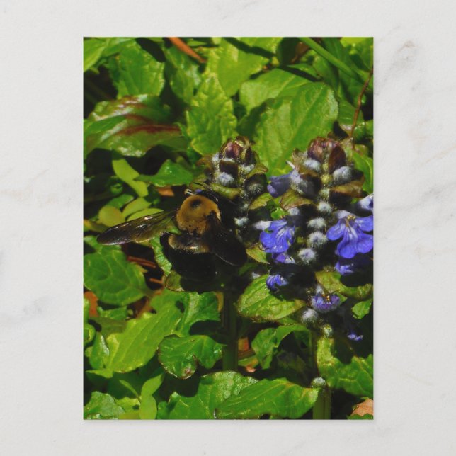 Lila Bienenvölker und Hummel Postkarte (Vorderseite)