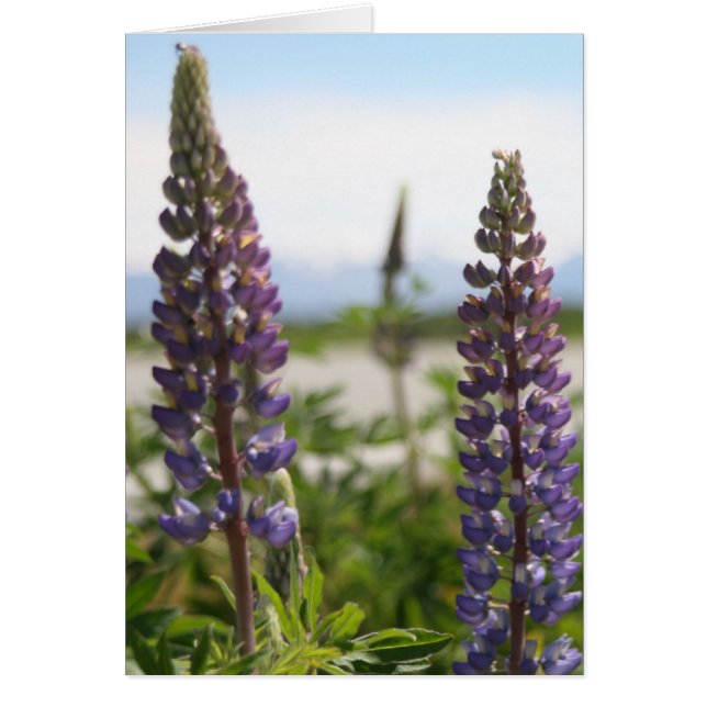 lila Blätter (Vorne)