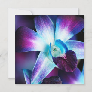 Lila & blau Dendrobium Orchideen