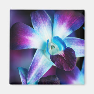 Lila & blau Dendrobium Orchideen Magnet