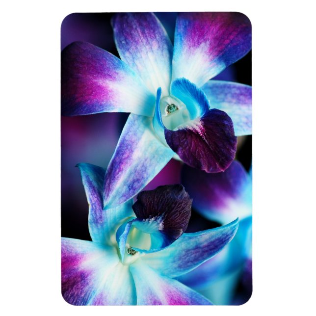 Lila & blau Dendrobium Orchideen Magnet (Vertikal)
