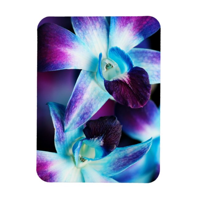 Lila & blau Dendrobium Orchideen Magnet (Vertikal)
