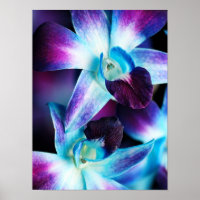Lila & blau Dendrobium Orchideen