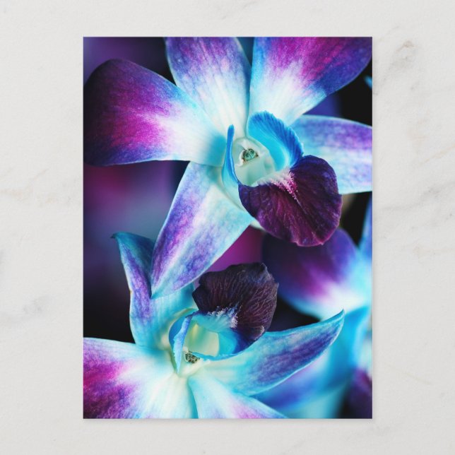 Lila & blau Dendrobium Orchideen Postkarte (Vorderseite)