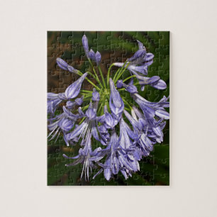 Lila blaue Agapanthus-Blume in der Blüte im Garte Puzzle