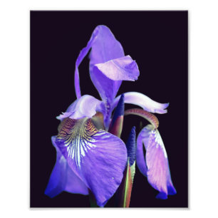Lila blaue Flagge Iris Blume 8x10 Fotodruck