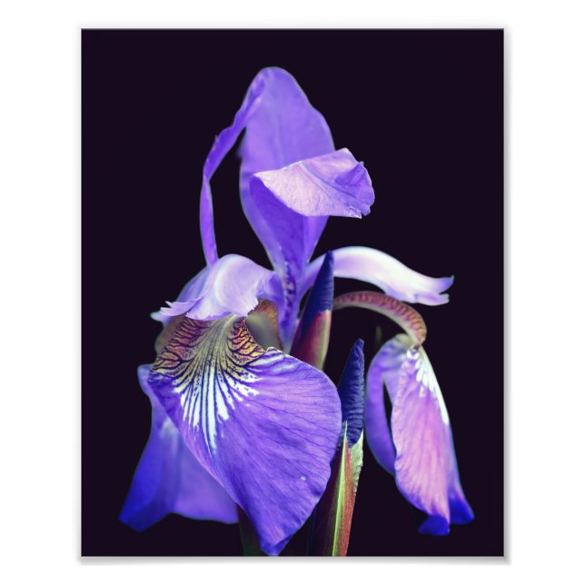 Lila blaue Flagge Iris Blume 8x10 Fotodruck (Vorne)