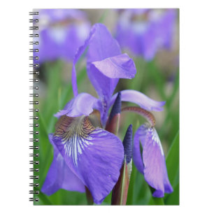 Lila Blaue Flagge Iris Blume Natur Notizblock