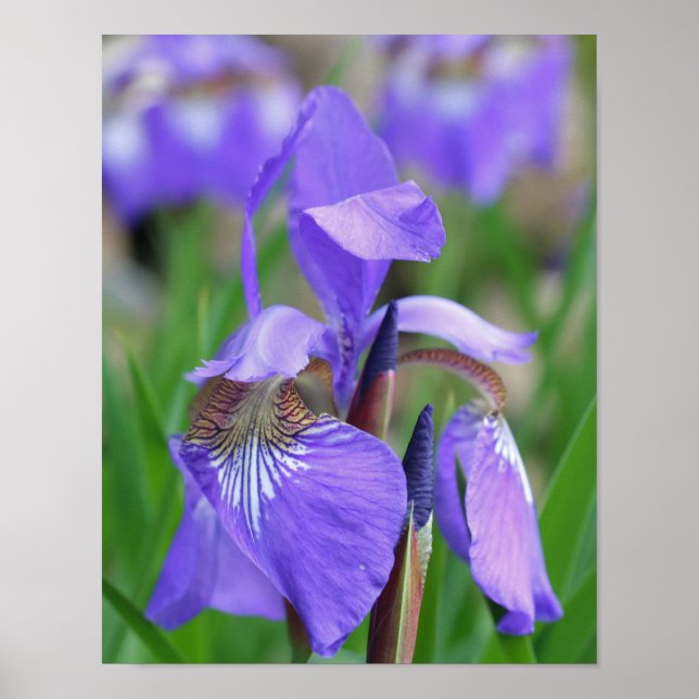 Lila blaue Flagge Iris-Blume Poster (Vorne)
