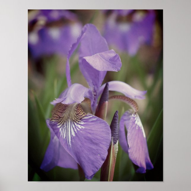 Lila blaue Flagge Iris-Blume Poster (Vorne)