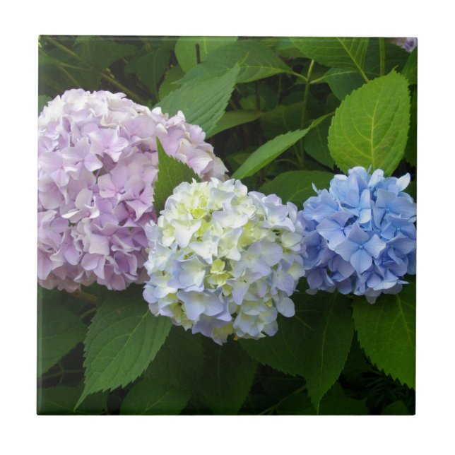 lila-blaue Hydrangeas Fliese (Vorderseite)