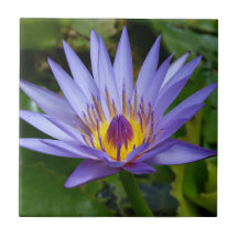 Lila / Blaue Seerosenteich