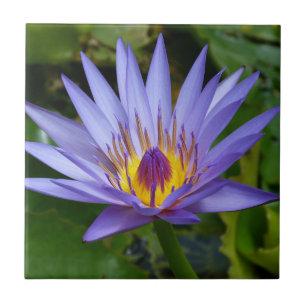 Lila / Blaue Seerosenteich Fliese