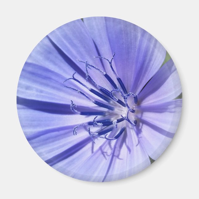 lila-blaue Zichorie Magnet (Vorne)