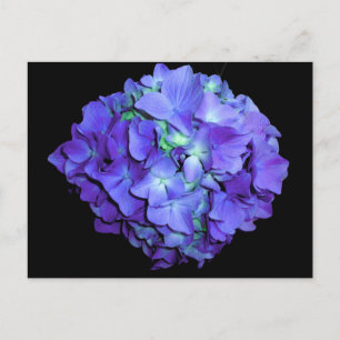 Lila blorales aquamarines Blumenhydrangea Postkarte