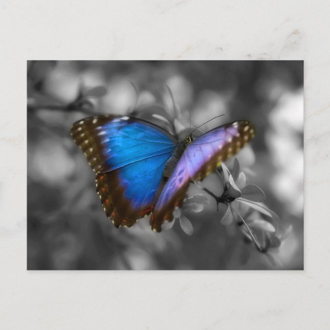 Lila Blue Butterfly Postkarte (Vorderseite)