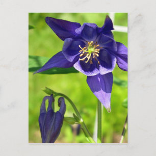 Lila Blue Columbine Blume Postcard Postkarte