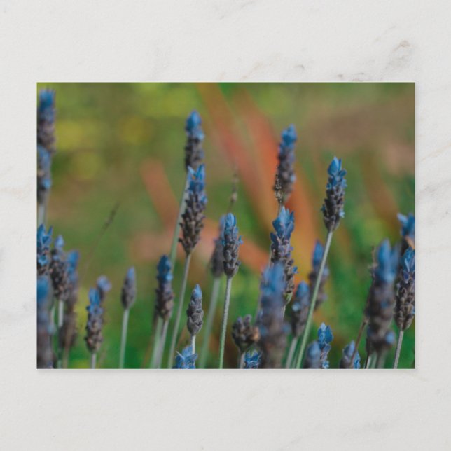 Lila Blue Lavendel Blume Postkarte (Vorderseite)