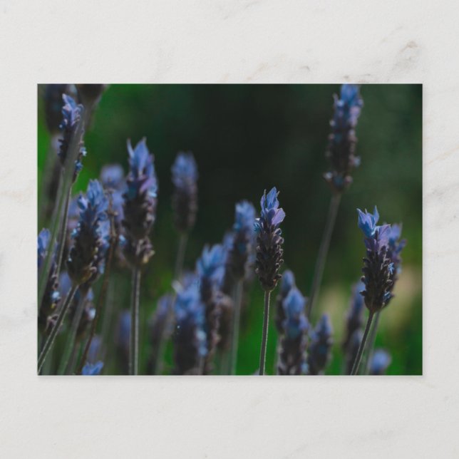 Lila Blue Lavendel Blume Postkarte (Vorderseite)