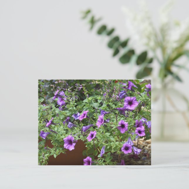 Lila blühende Blume Postkarte (Stehend Vorderseite)