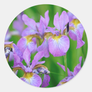 Lila blühende Schwertlilien-Blumen Runder Aufkleber