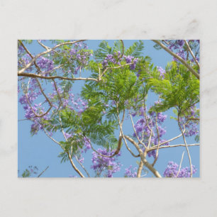 lila blühender Jakaranda-Baum gegen blauen Himmel Postkarte
