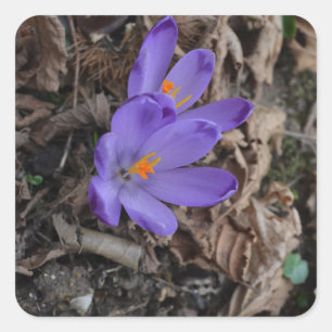 Lila blühendes Woodland Crocus Quadratischer Aufkleber