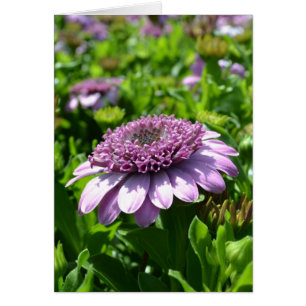 Lila Blume