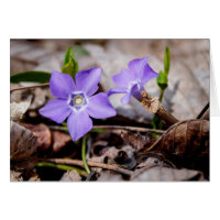 Lila Blume