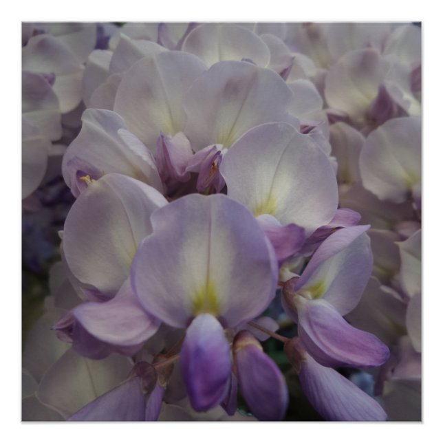 Lila Blume 20" x 20",Posterpapier,Halbglanz Poster (Vorderseite)