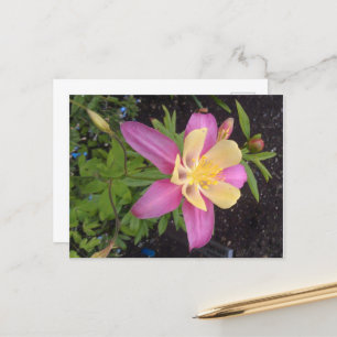 Lila Blume Alaskan  Postkarte