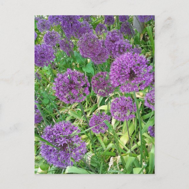 Lila Blume Alliums Garden Postkarte (Vorderseite)