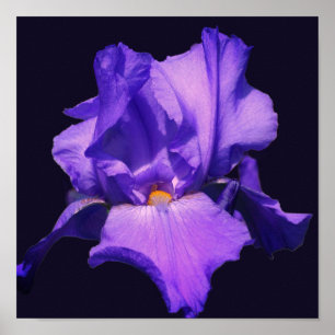 Lila Blume Barti Poster