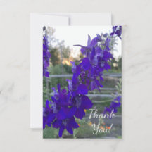 Lila Blume bei Sonnenuntergang