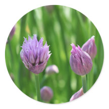 Lila Blume Chives Blossom