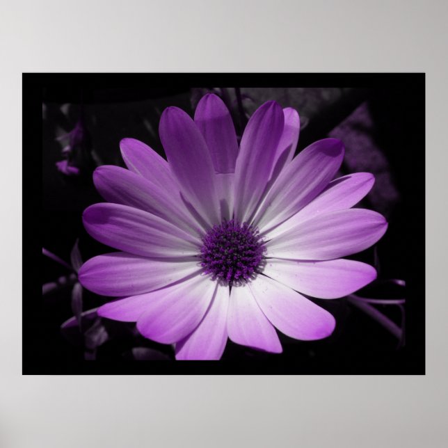 Lila Blume Daisy Poster (Vorne)