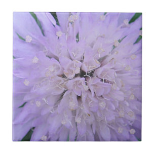Lila Blume Fliese
