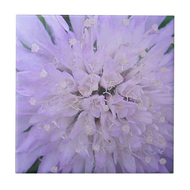 Lila Blume Fliese (Vorderseite)