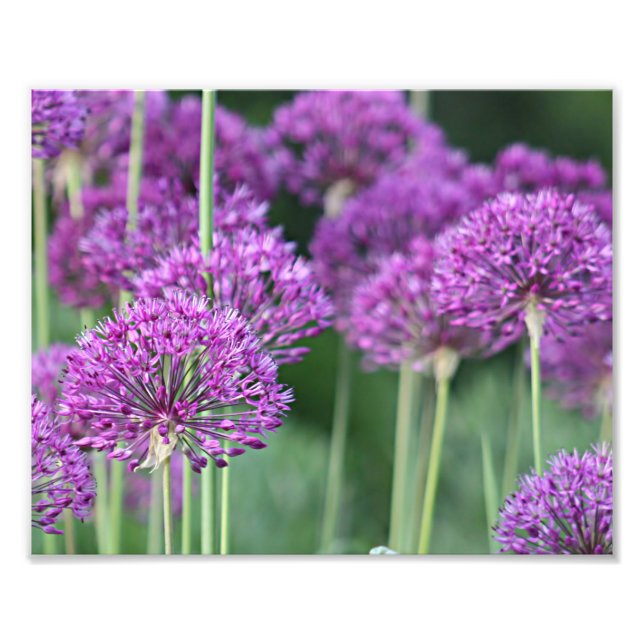 Lila Blume Fotodruck (Vorne)