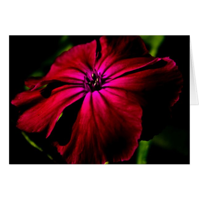 Lila Blume Gccnm (Vorderseite (Horizontal))