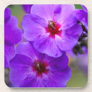 Lila Blume Getränkeuntersetzer