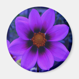 Lila Blume in der Abenddämmerung Magnet