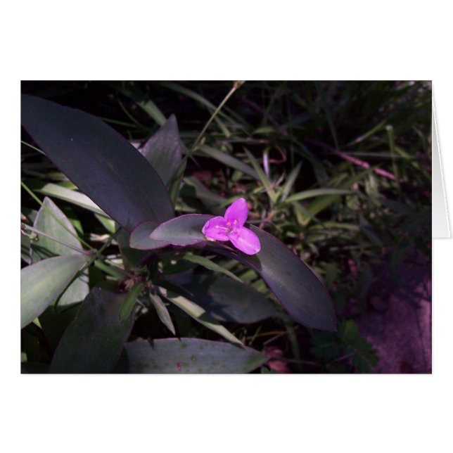 Lila Blume in Shade (Vorderseite (Horizontal))