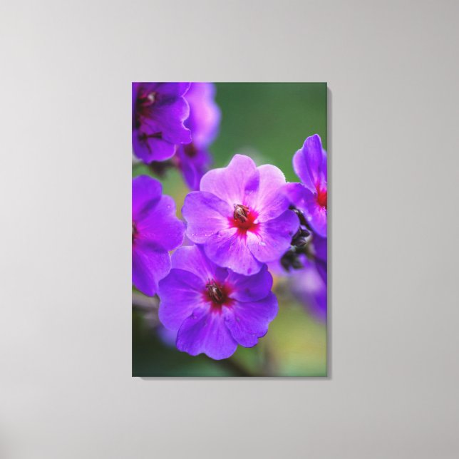 Lila Blume Leinwanddruck (Vorderseite)