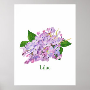 lila Blume lila Aquarellfarbe botanisch Poster