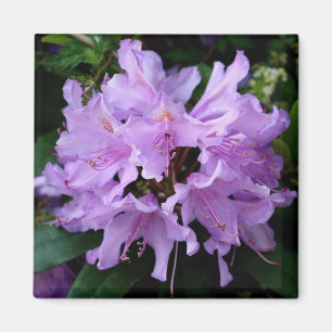 Lila Blume Magnet