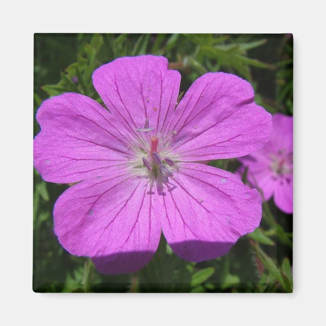 lila Blume Magnet (Vorne)